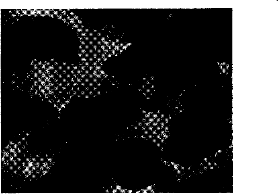 Tissue engineering bone implant and method for constructing the same