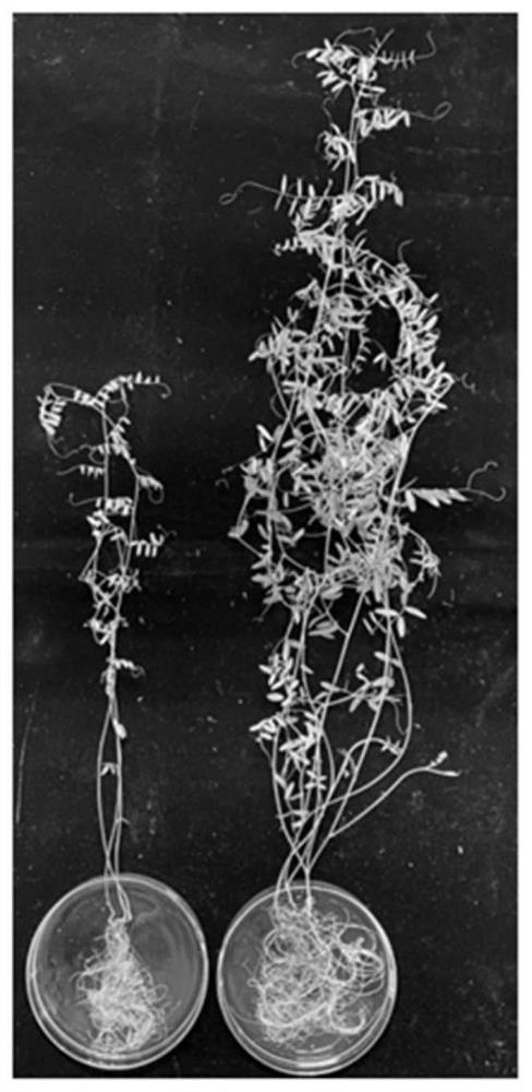 Actinomycete strain scaut013 and its application