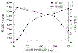 Thelephoraganbajun Zang strain, Thelephoraganbajun Zang mycelium zinc polysaccharide fermented from Thelephoraganbajun Zang strain and application of Thelephoraganbajun Zang mycelium zinc polysaccharide