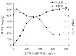 Thelephoraganbajun Zang strain, Thelephoraganbajun Zang mycelium zinc polysaccharide fermented from Thelephoraganbajun Zang strain and application of Thelephoraganbajun Zang mycelium zinc polysaccharide