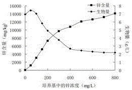 Thelephoraganbajun Zang strain, Thelephoraganbajun Zang mycelium zinc polysaccharide fermented from Thelephoraganbajun Zang strain and application of Thelephoraganbajun Zang mycelium zinc polysaccharide