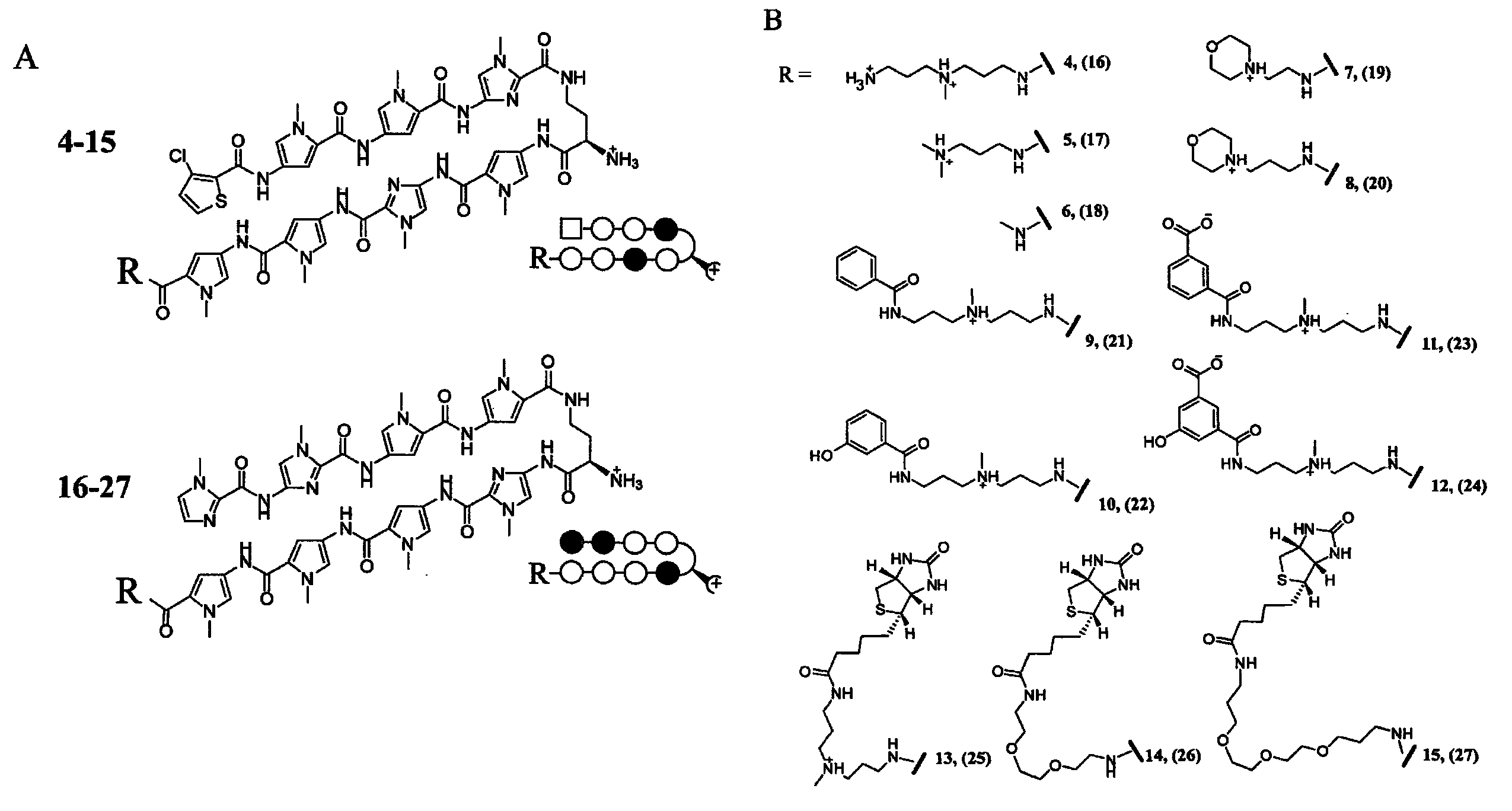 Polyamides with tail structures capable of binding DNA