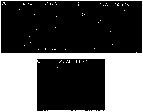 Method for in-vitro amplification of tumor stem cells