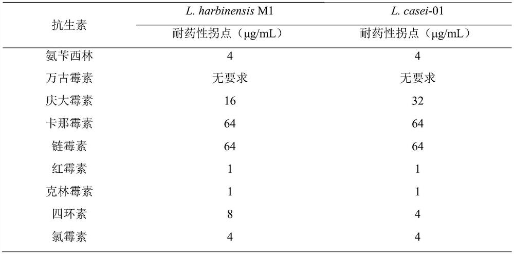 A kind of Lactobacillus harbin and application thereof