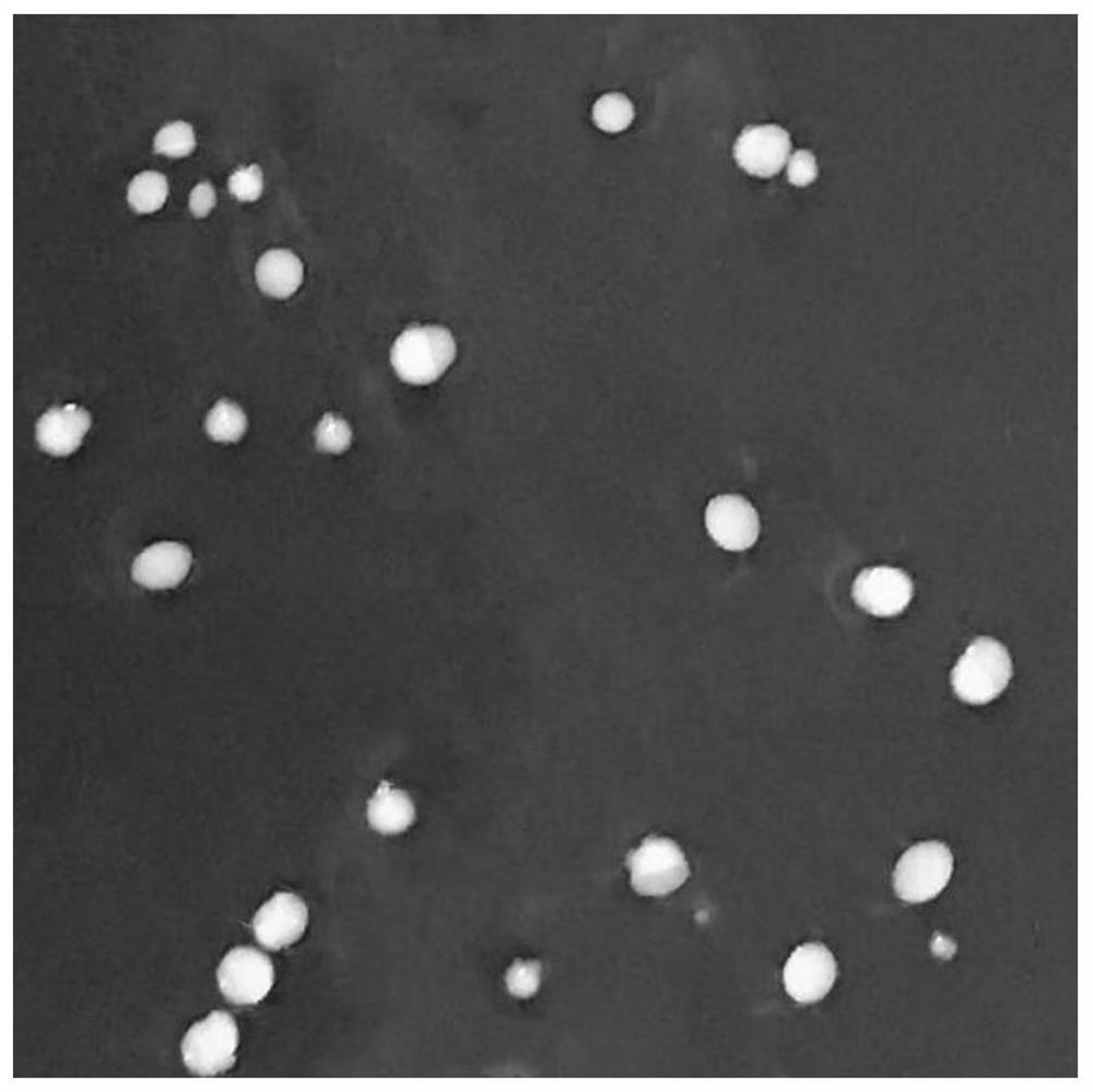 A kind of Lactobacillus harbin and application thereof