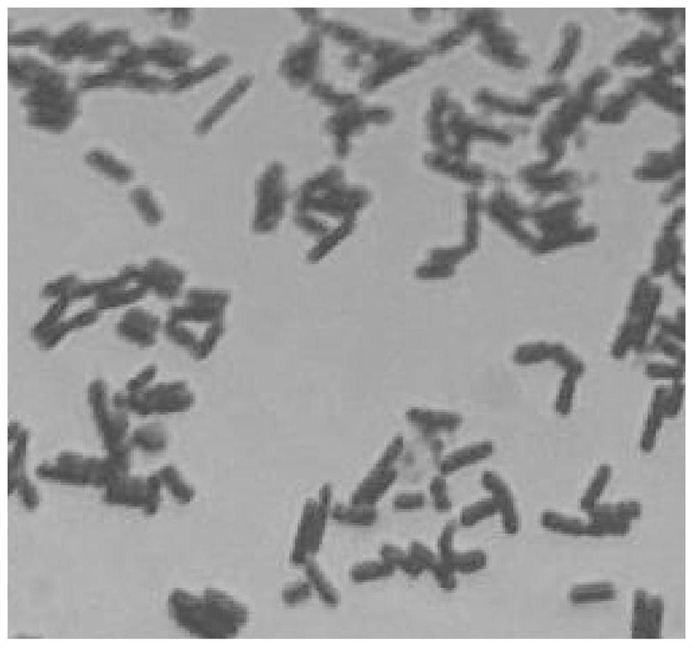 A kind of Lactobacillus harbin and application thereof