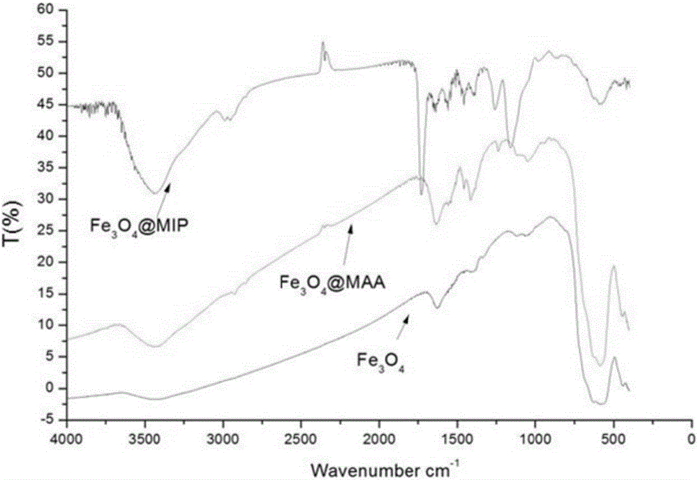 Magnetic molecularly imprinted material for identifying chlorophyll, preparation method of material and application