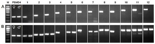 Screening of schistosoma japonicum W chromosome specific gene and application thereof in cercaria sex identification