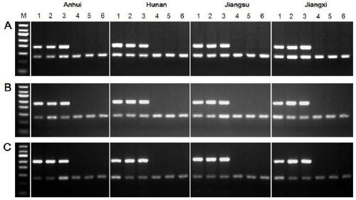 Screening of schistosoma japonicum W chromosome specific gene and application thereof in cercaria sex identification