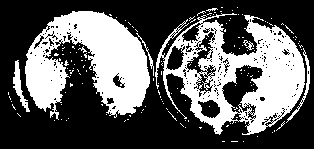 Method of fast and efficiently screening antagonistic bacteria from compost