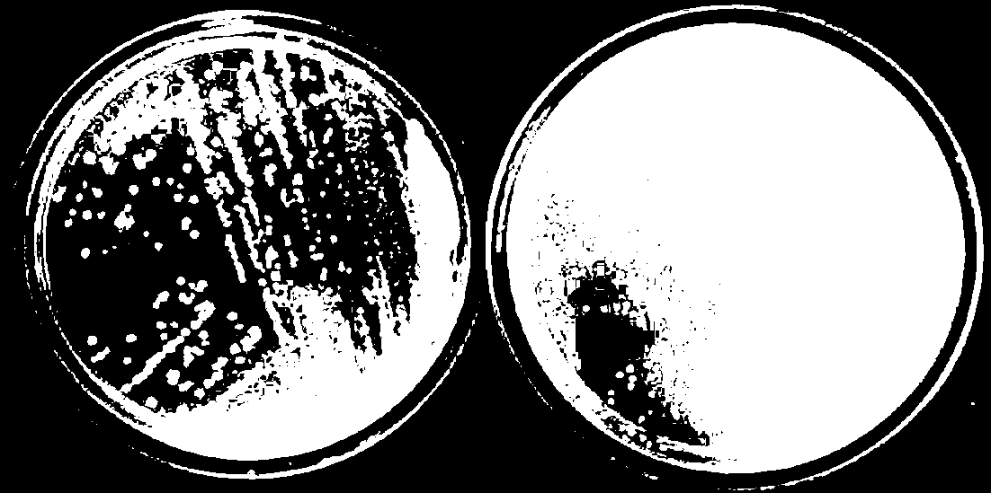 Method of fast and efficiently screening antagonistic bacteria from compost