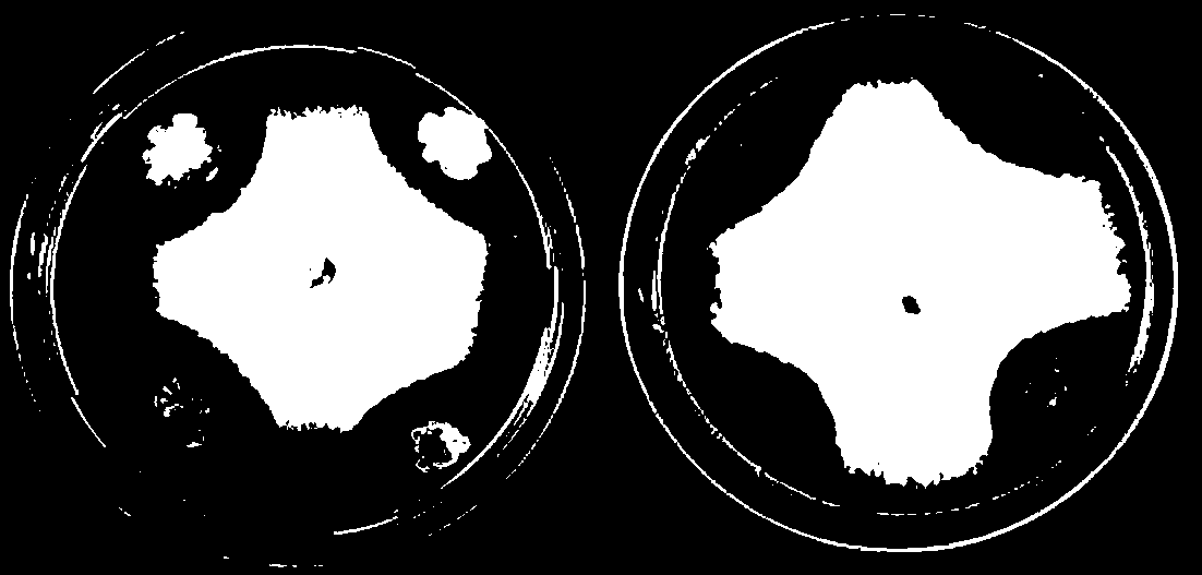 Method of fast and efficiently screening antagonistic bacteria from compost