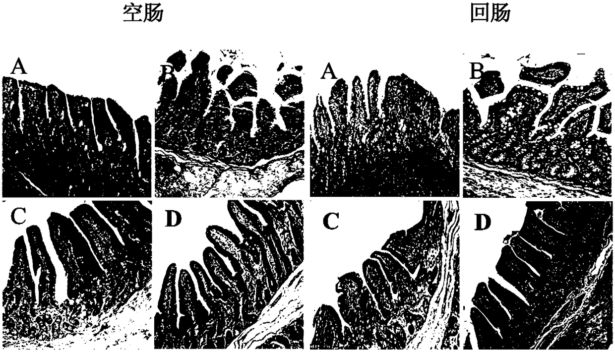 Pure natural plant component additive for relieving diarrhea of weaned piglets and improving intestinal health of weaned piglets