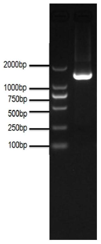 Recombinant lactic acid bacteria strain expressing chicken infectious bursal virus vp2 protein and Salmonella outer membrane protein and application thereof