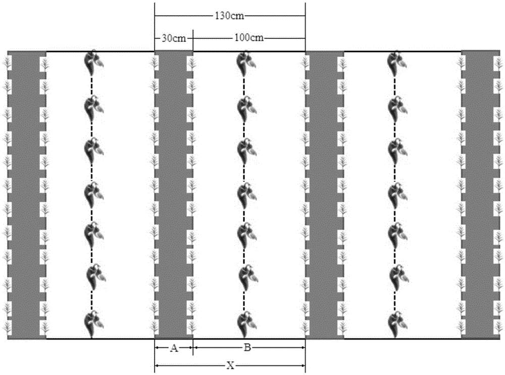 Corn and pepper complex three-dimensional ecological intercropping planting method