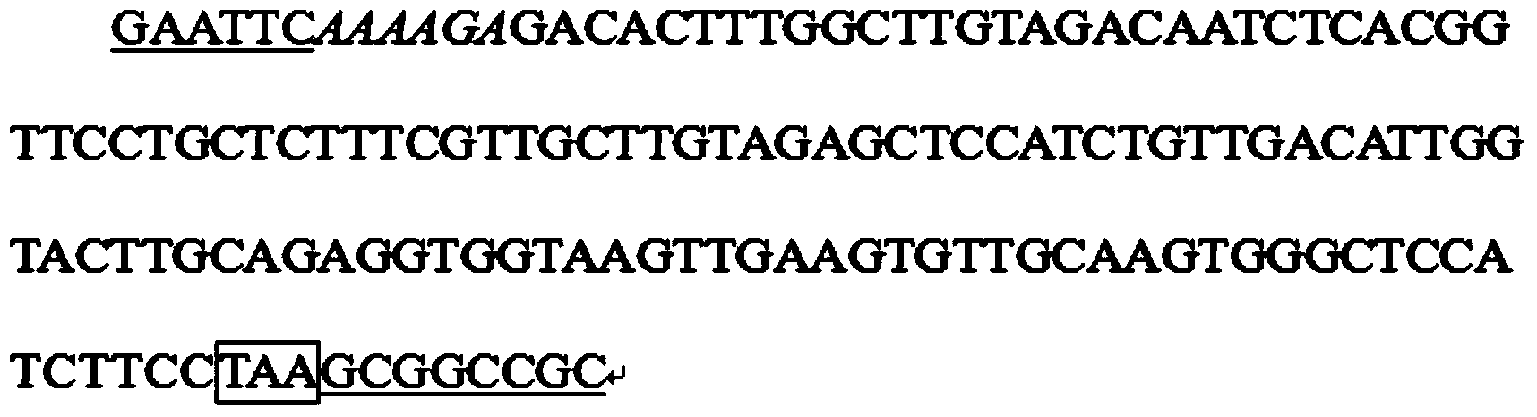 Preparation and expression method of chicken beta-defensin 9 yeast engineered bacteria