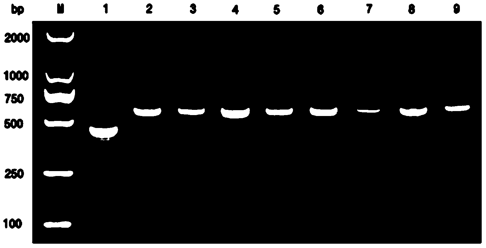 Preparation and expression method of chicken beta-defensin 9 yeast engineered bacteria