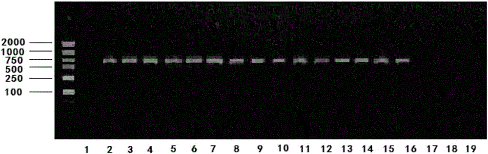 Method for identifying donkey skin from counterfeit species by applying mitochondria COI (cytochrome oxidase subunit I) sequence segments and specific primer for amplifying segments