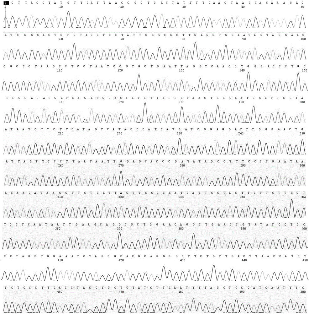 Method for identifying donkey skin from counterfeit species by applying mitochondria COI (cytochrome oxidase subunit I) sequence segments and specific primer for amplifying segments