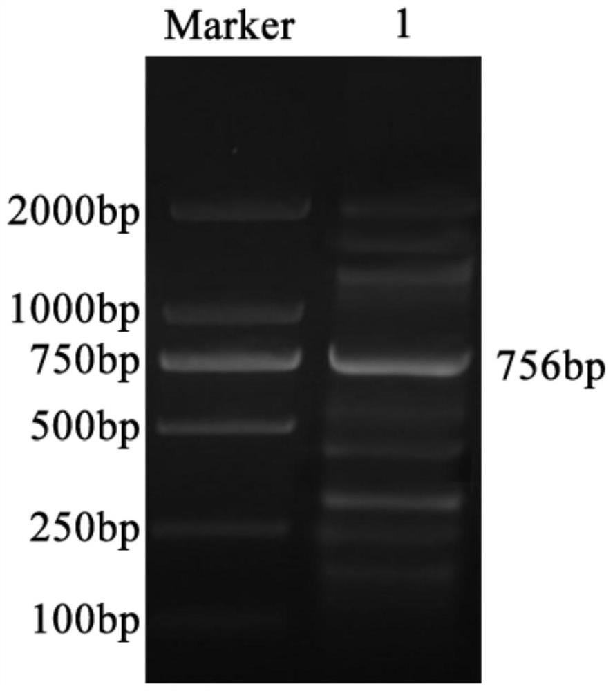 Application of Arabidopsis sec14p-like gene in fluorescent labeling of lipid droplets in plant cells