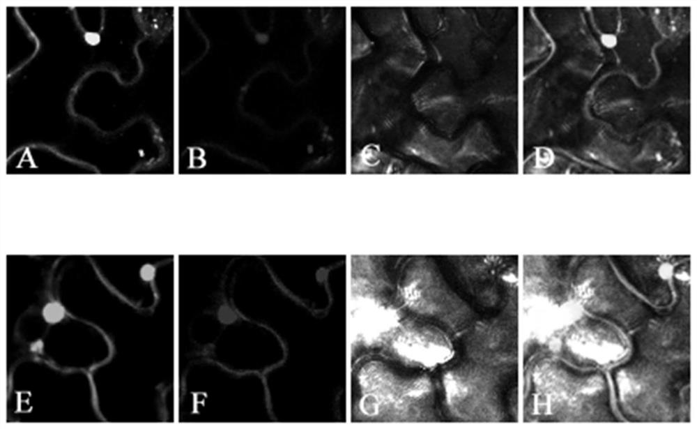 Application of Arabidopsis sec14p-like gene in fluorescent labeling of lipid droplets in plant cells