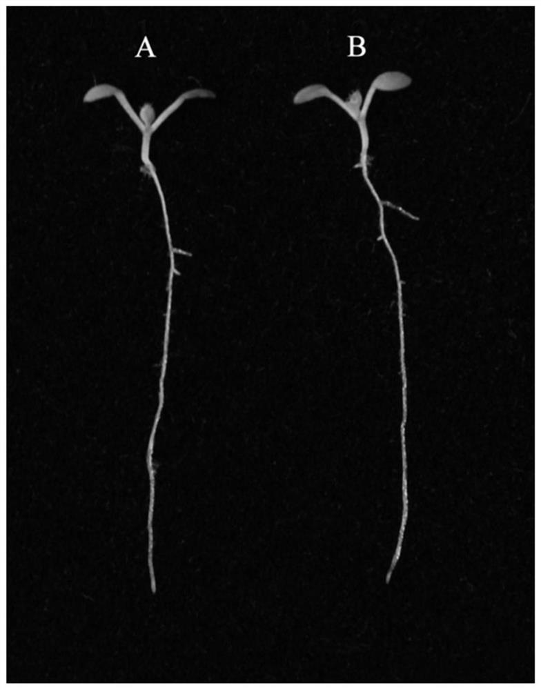 Application of Arabidopsis sec14p-like gene in fluorescent labeling of lipid droplets in plant cells