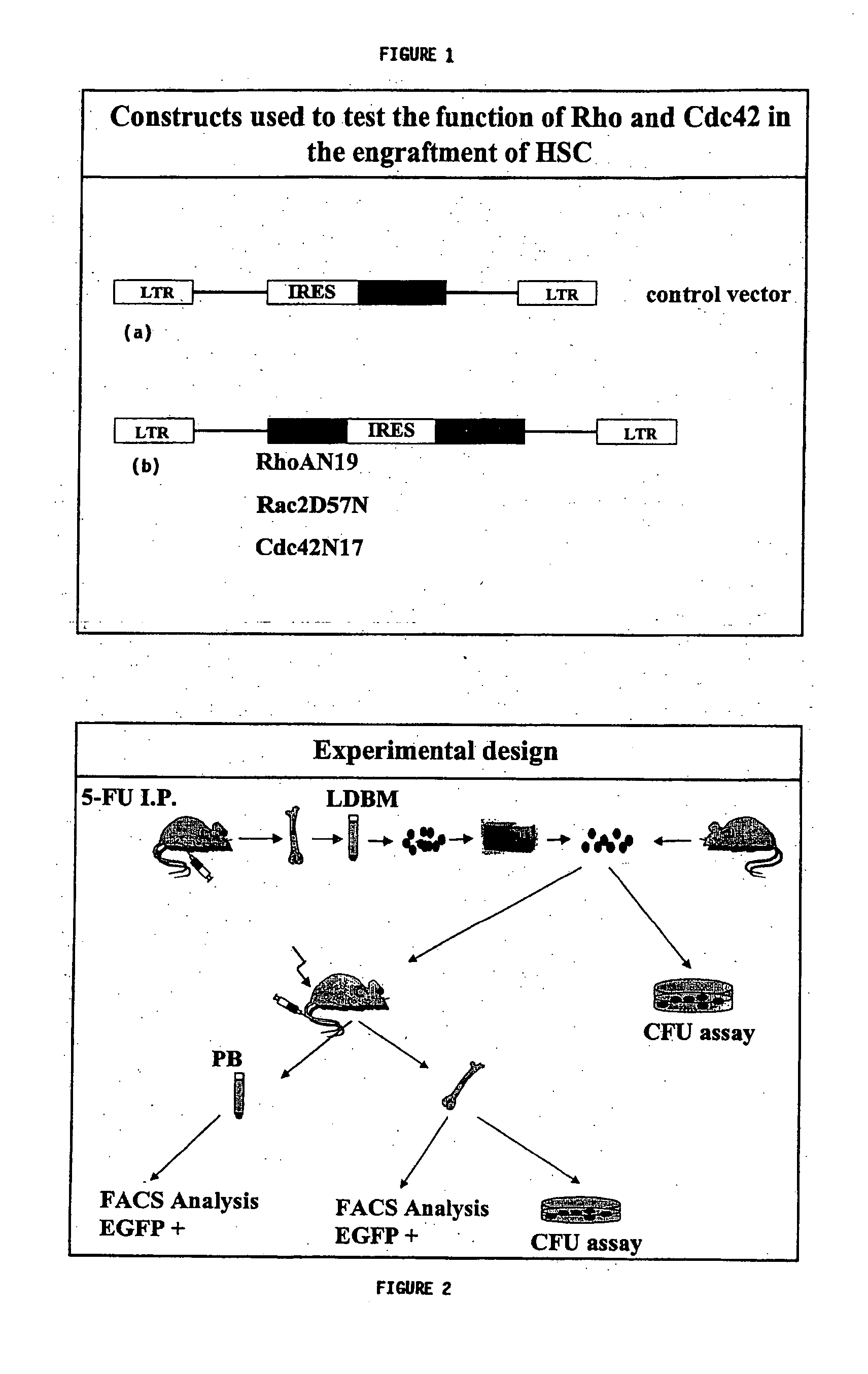 Methods of enhancing stem cell engraftment