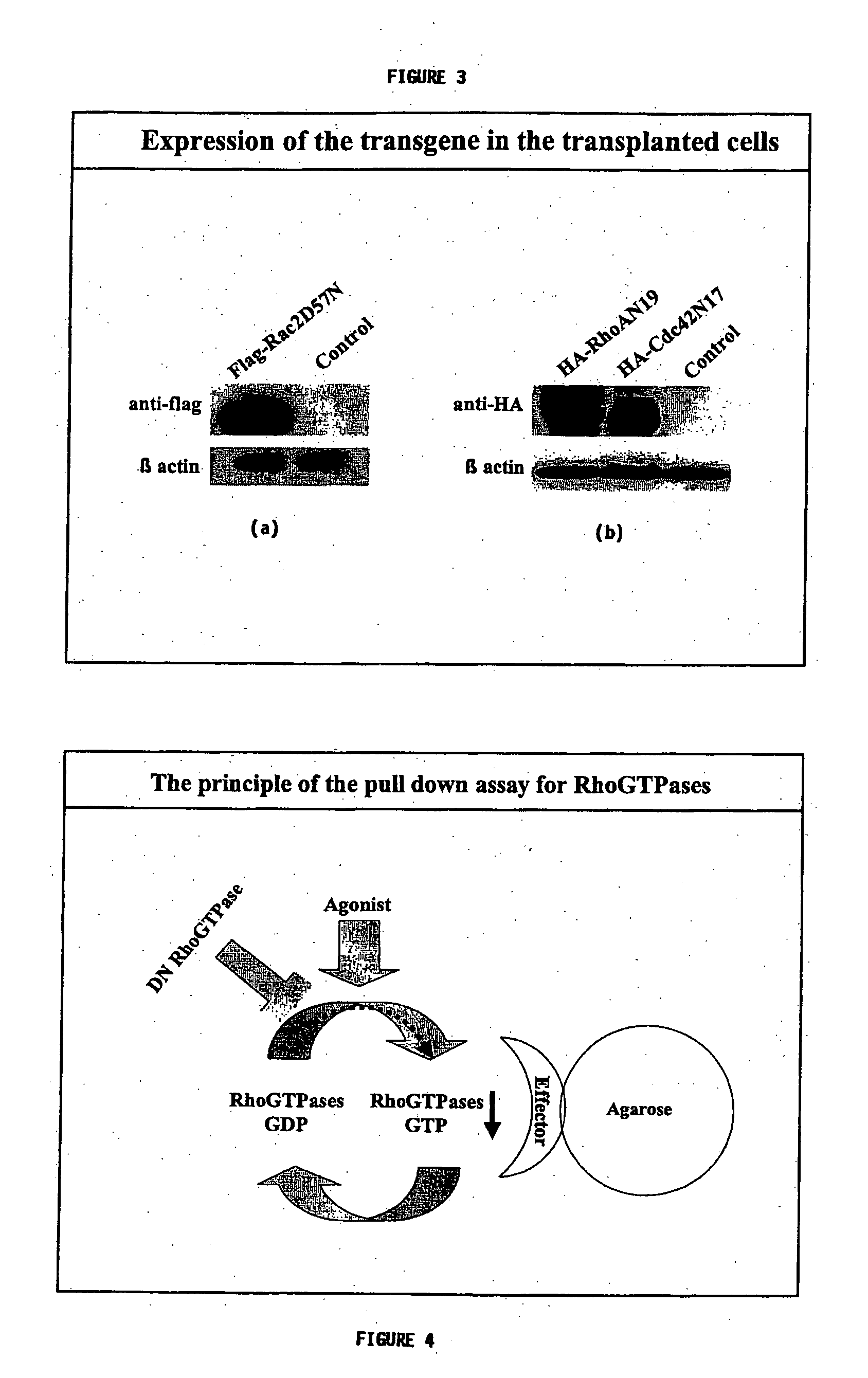 Methods of enhancing stem cell engraftment