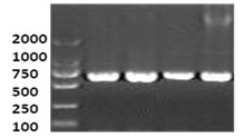 Molecular marker related to chicken carcass characters and acquisition method and application thereof