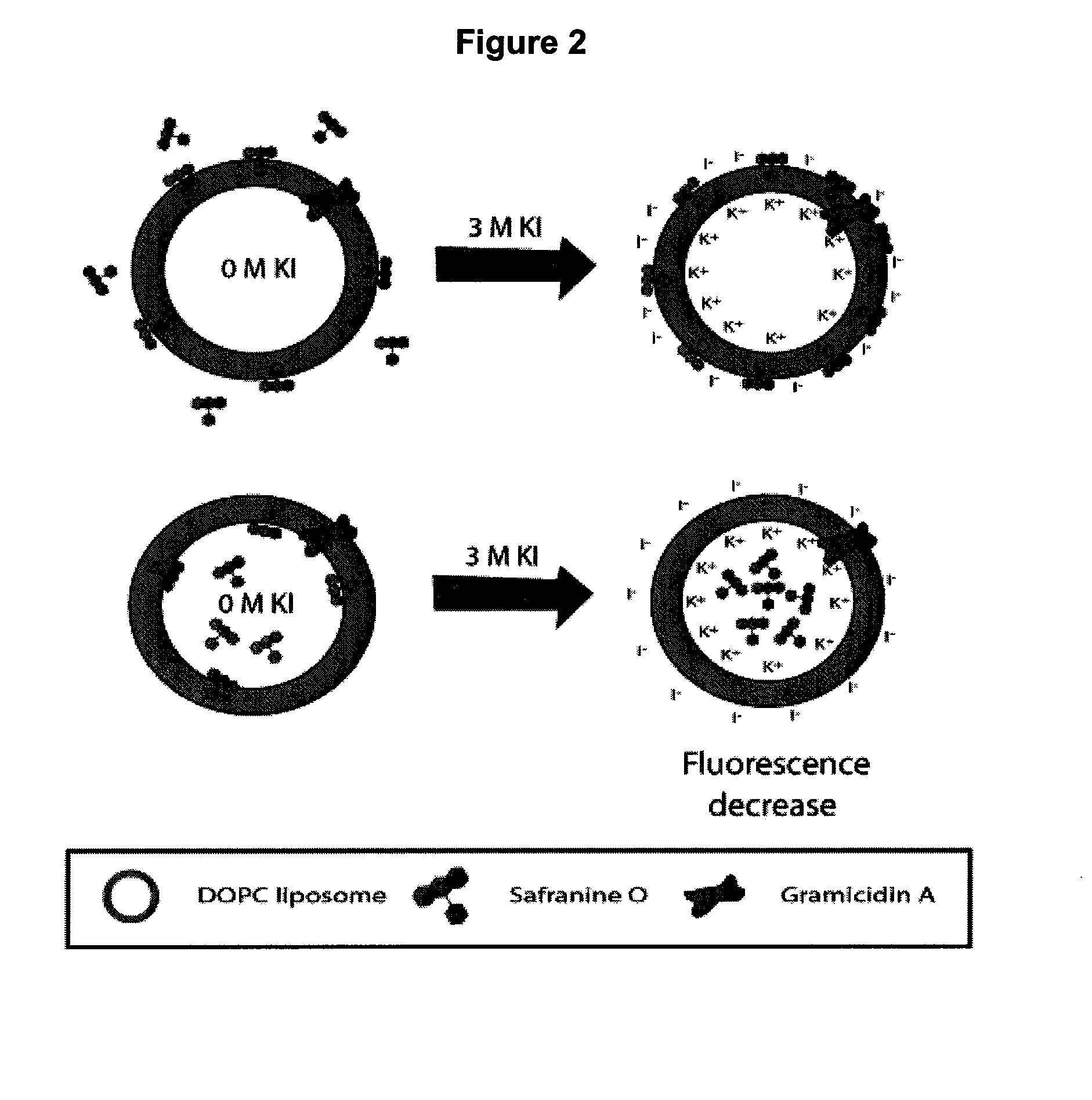 Method of immobilizing membrane-associated molecules