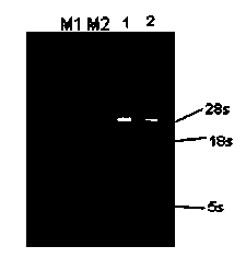 Sugarcane anthocyanin adjustment gene ScRS and application thereof