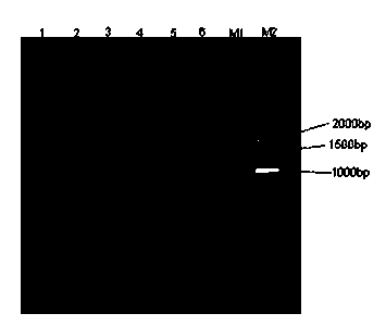 Sugarcane anthocyanin adjustment gene ScRS and application thereof