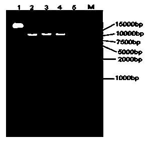 Sugarcane anthocyanin adjustment gene ScRS and application thereof