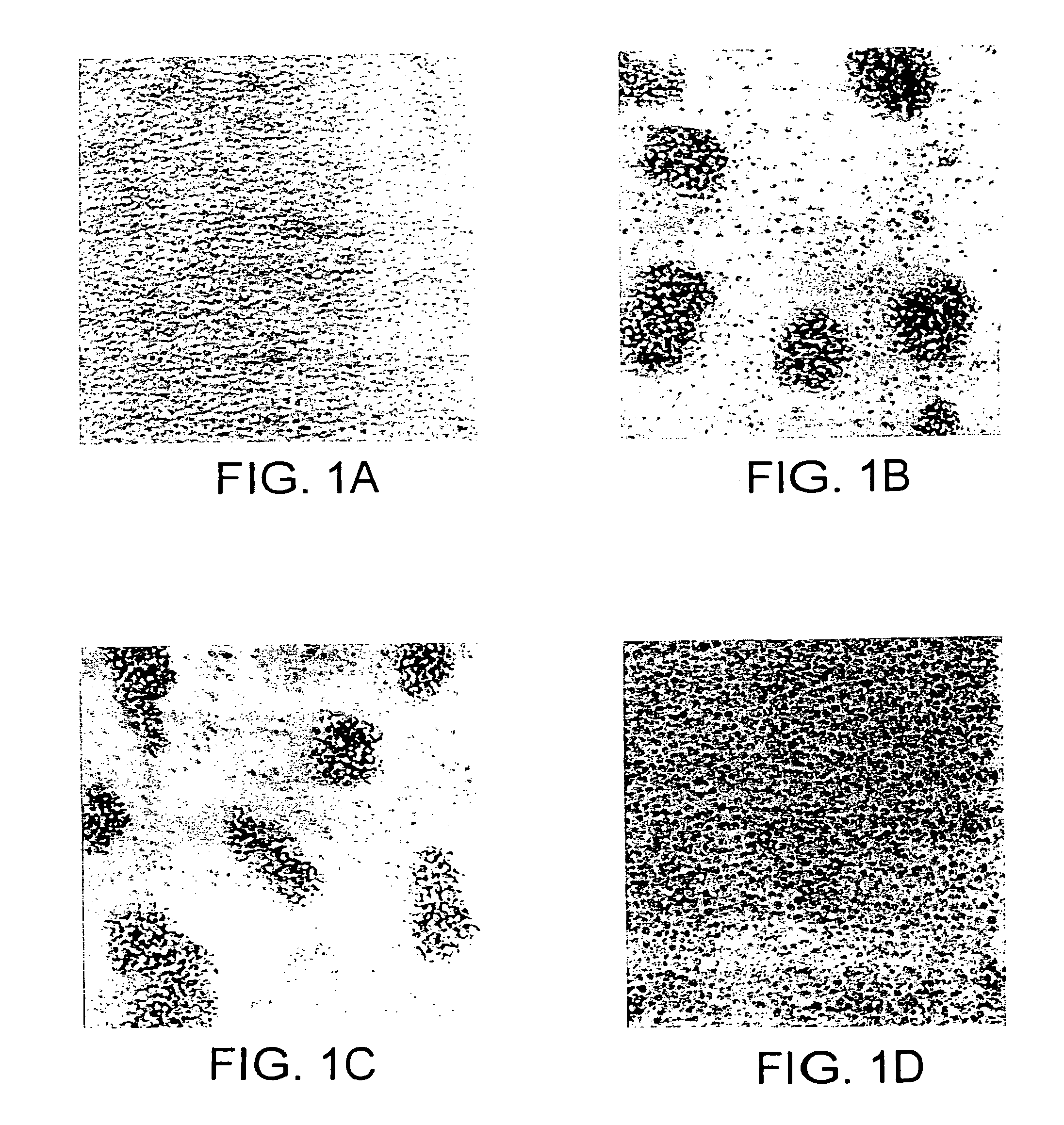 Antibodies to JTT-1 protein and cells secreting such antibodies