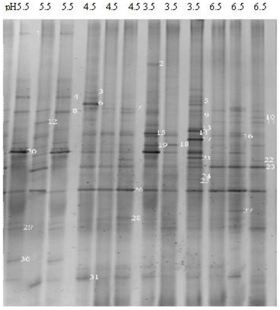 A kind of phosphorus-dissolving bacteria-induced fertilizer for improving the availability of phosphorus in acidic soil and its application