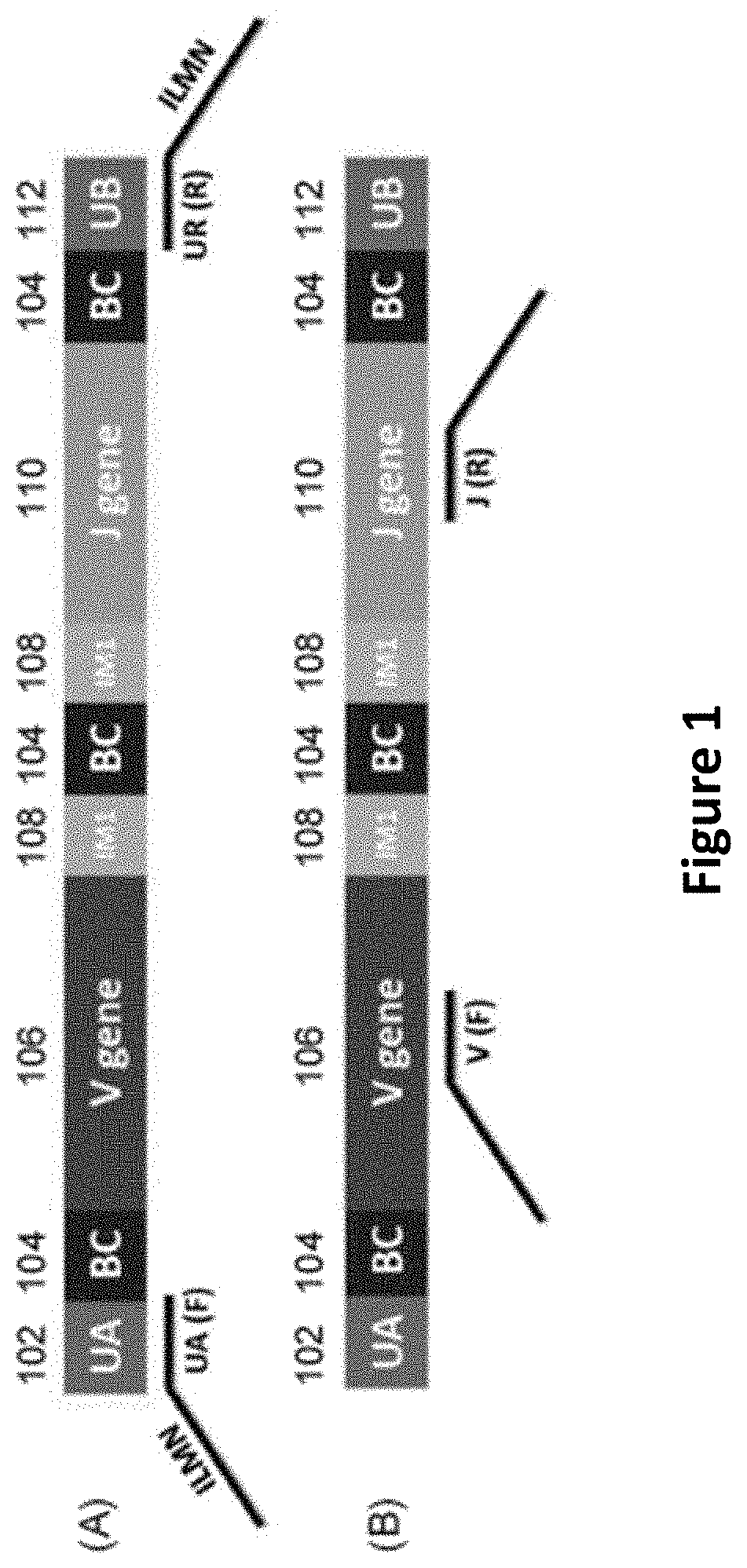 Methods Using Randomer-Containing Synthetic Molecules