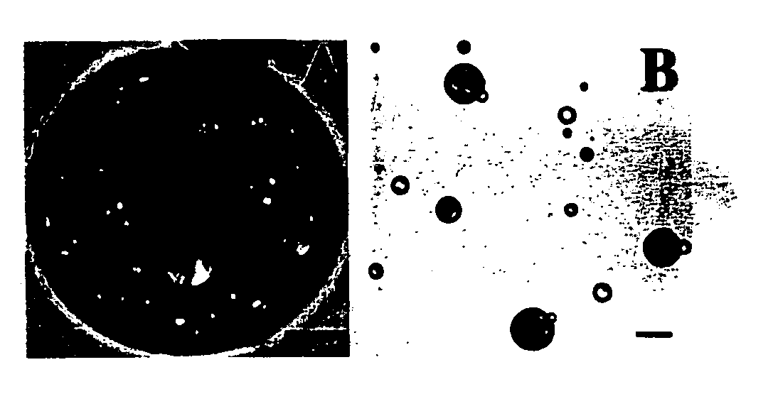 Compositions and methods for biodegradable microspheres as carriers of bioactive substances