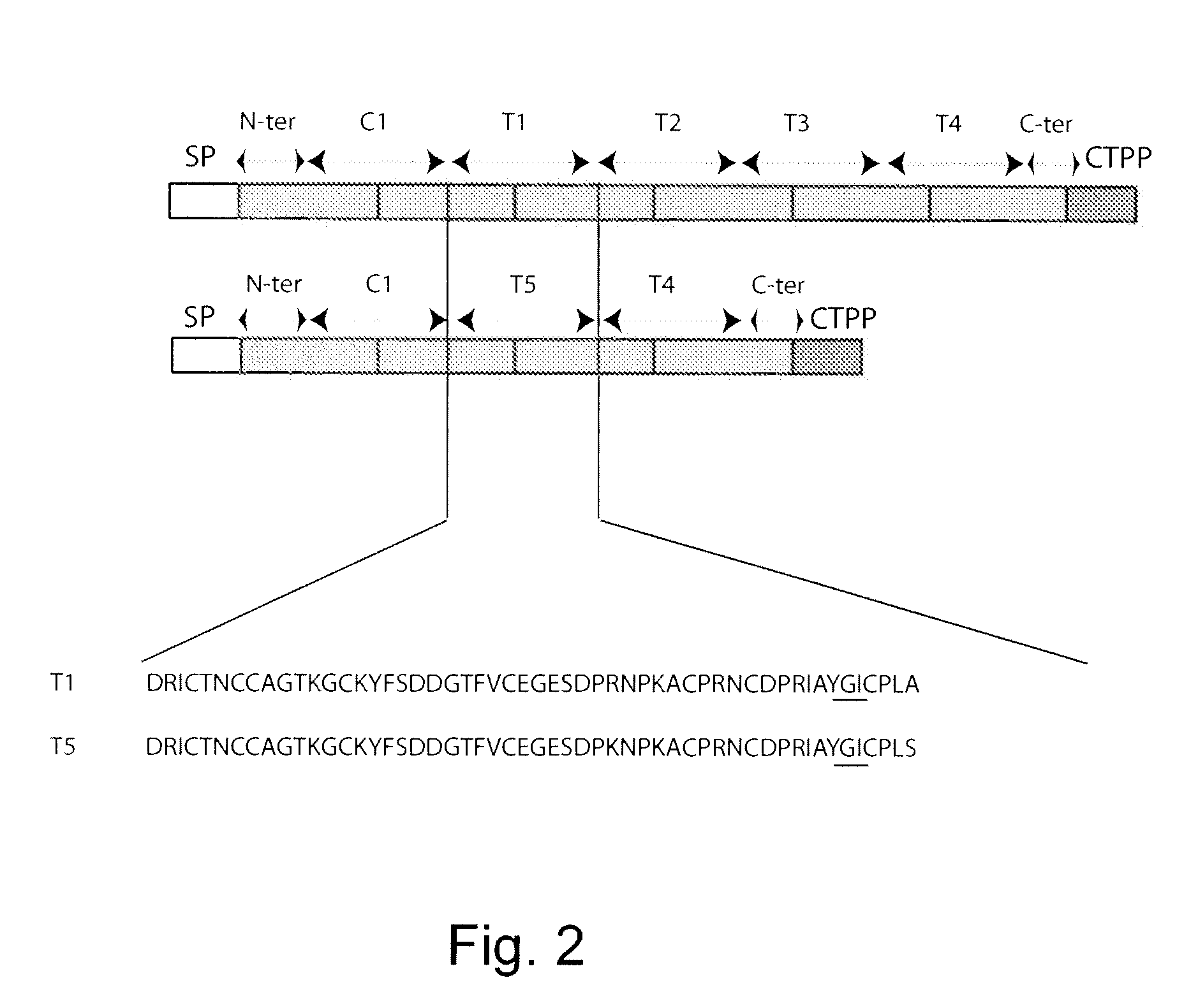 Multi-gene expression vehicle