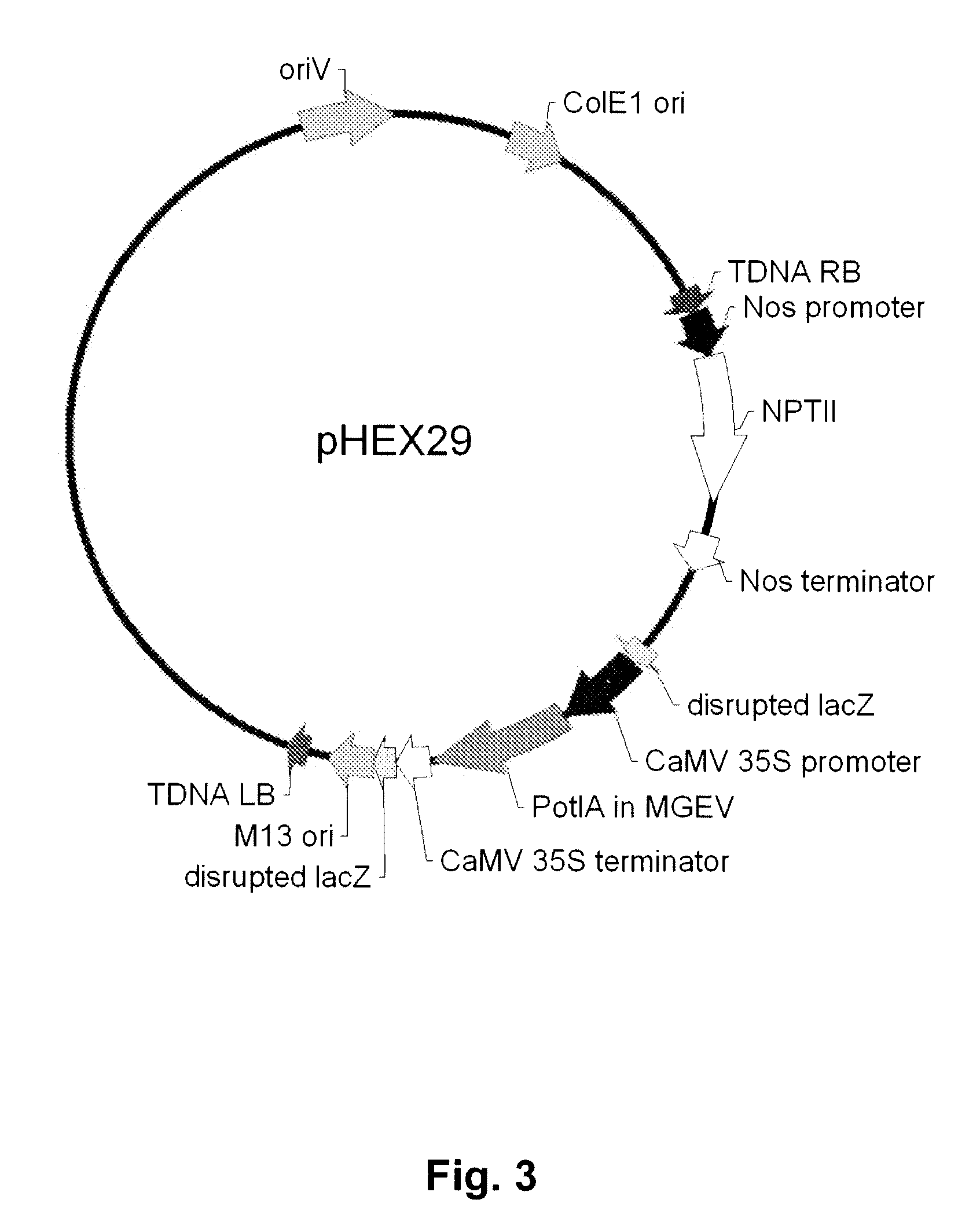 Multi-gene expression vehicle