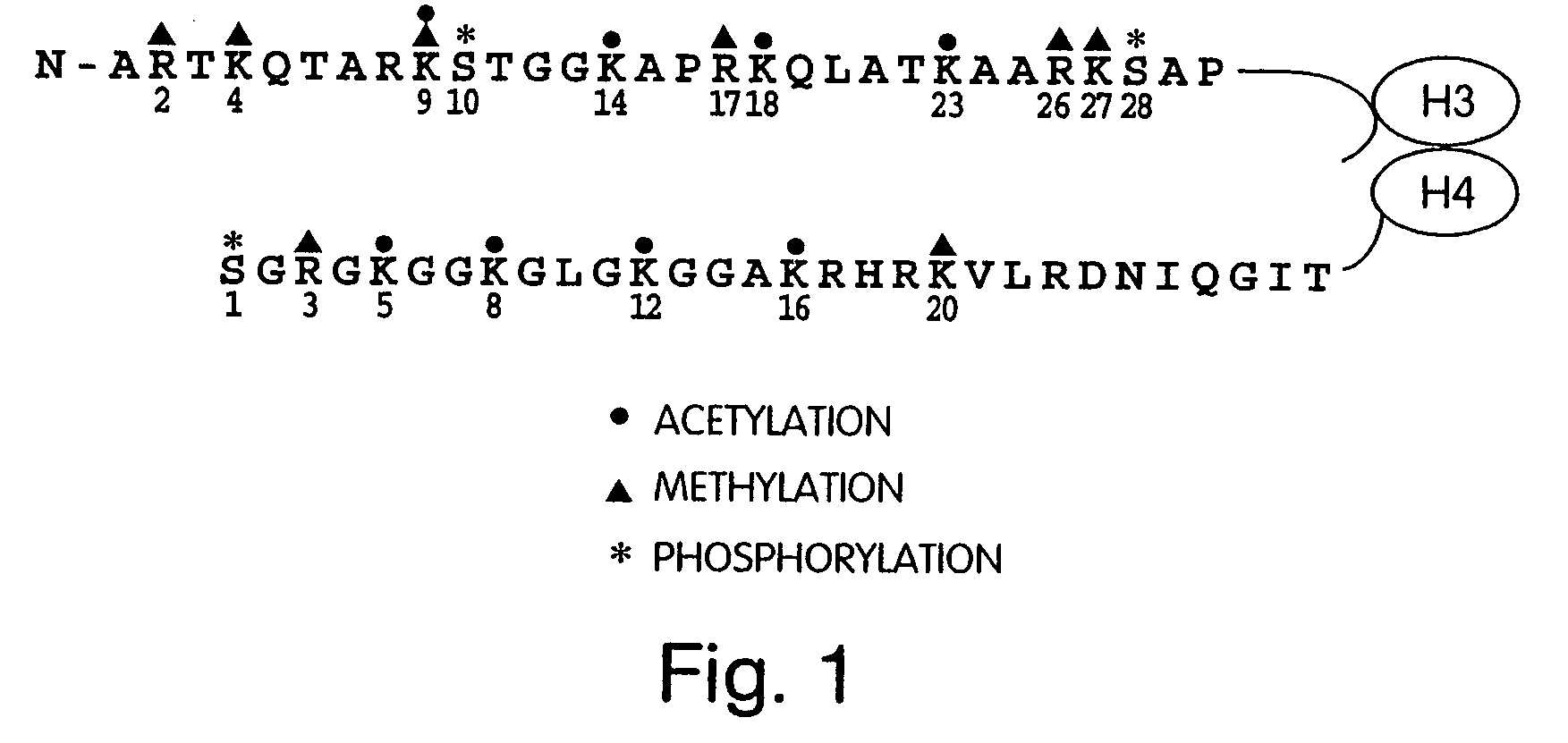 Genetically encoded fluorescent reporters of kinase, methyltransferase, and acetyl-transferase activities