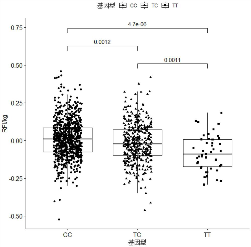 A kind of SNP molecular marker related to the remaining feed intake of pigs and its application