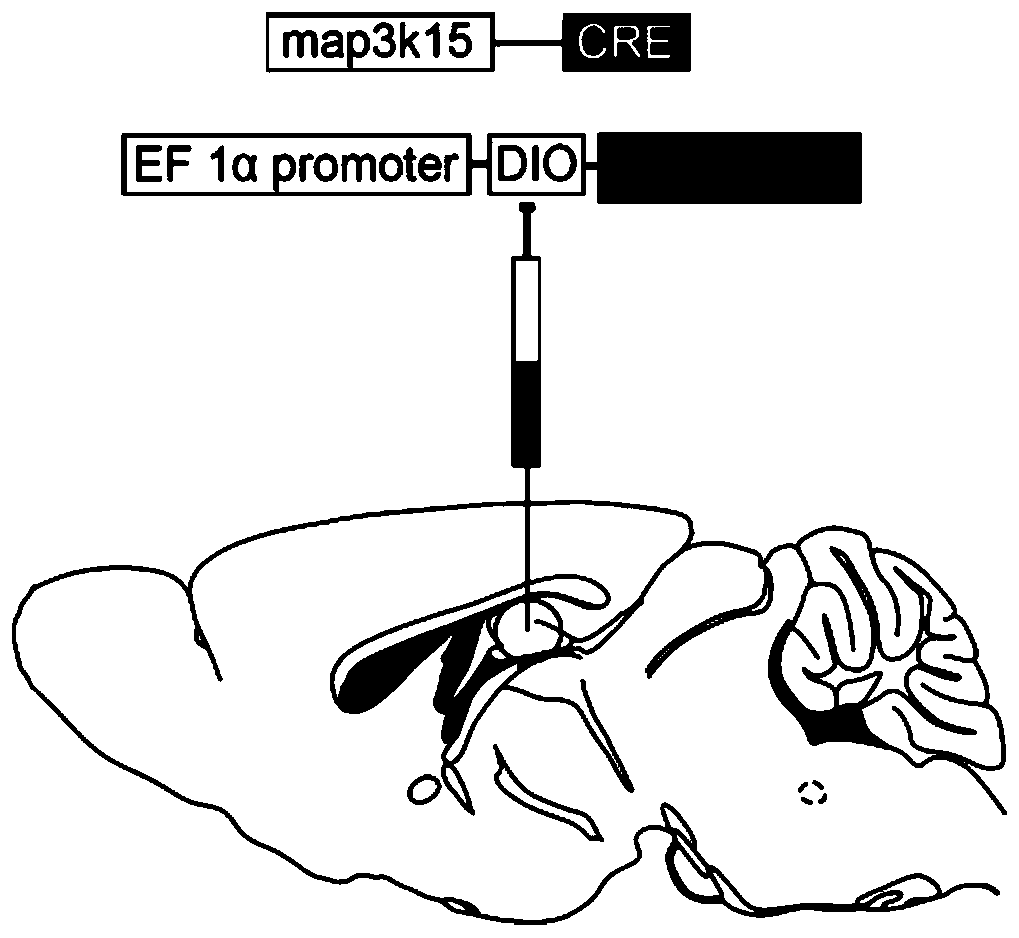 Construction method and application of AAV vector for specific expression of CRE in mouse hippocampus CA2 region