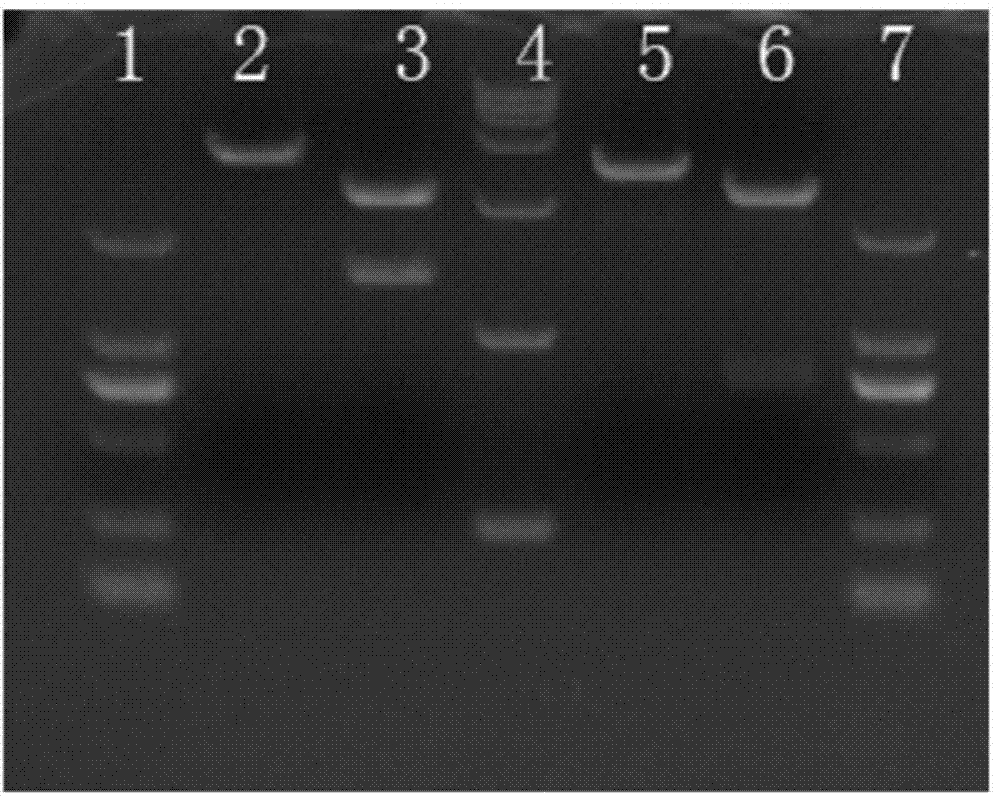 Monoclonal antibody of antiplague bacillus F1 antigen and application of monoclonal antibody