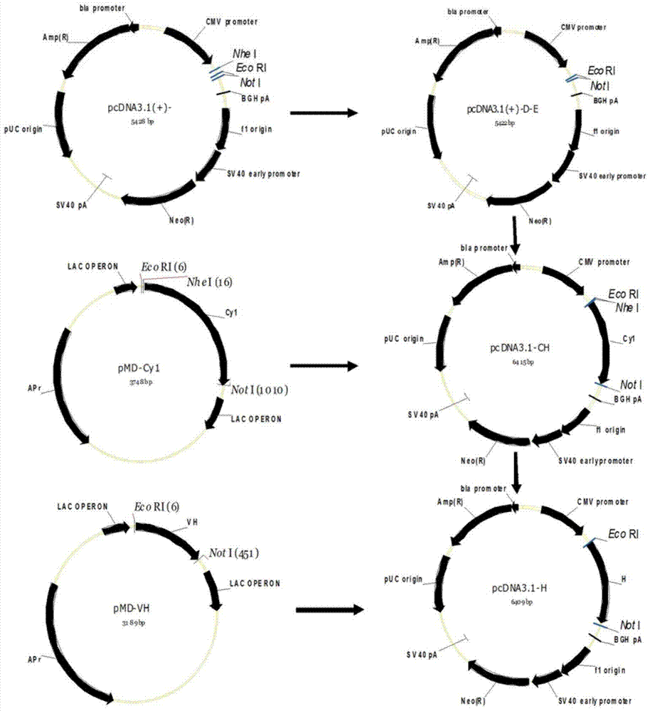 Monoclonal antibody of antiplague bacillus F1 antigen and application of monoclonal antibody