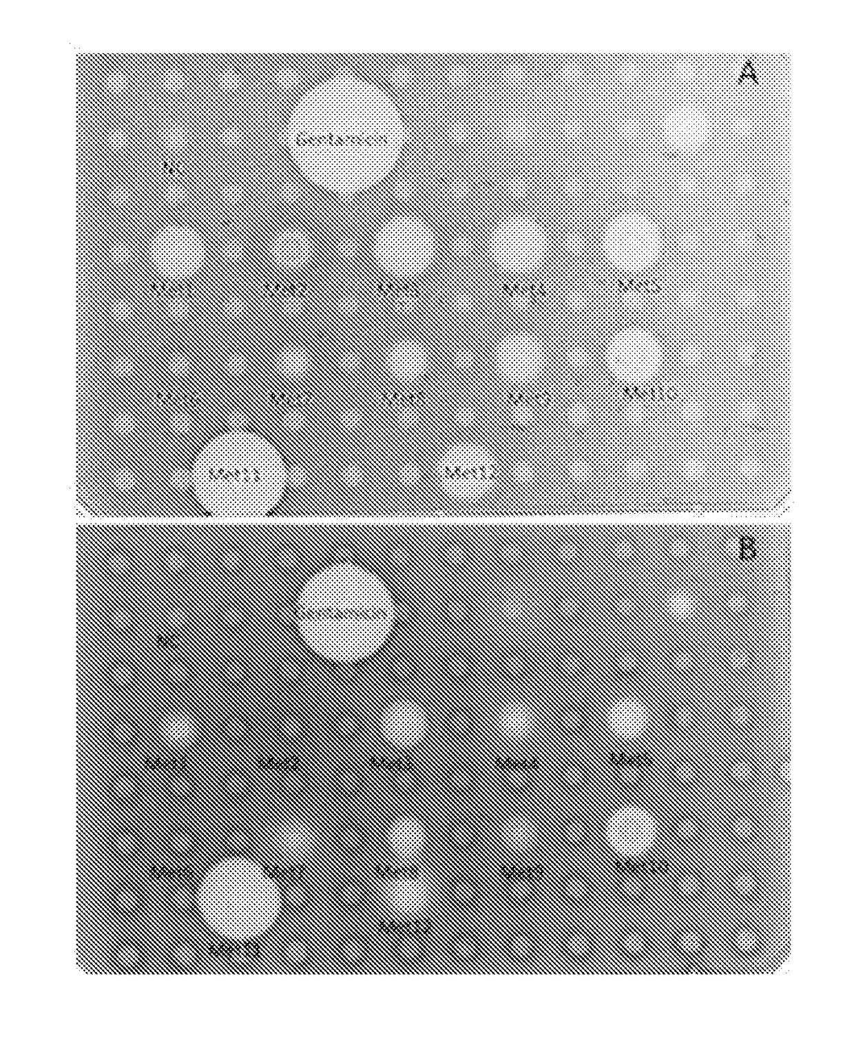 New antimicrobial peptides, their variants and uses