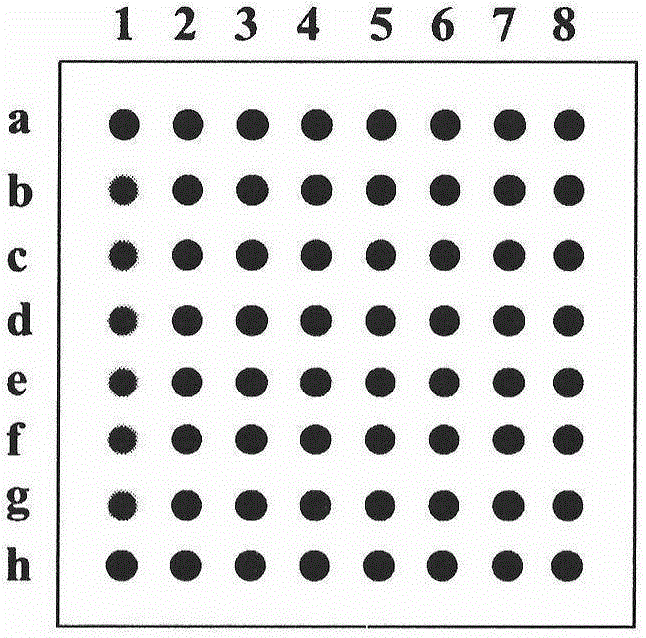 Preparation and application of hemorrhagic fever associated pathogen identifying gene chip