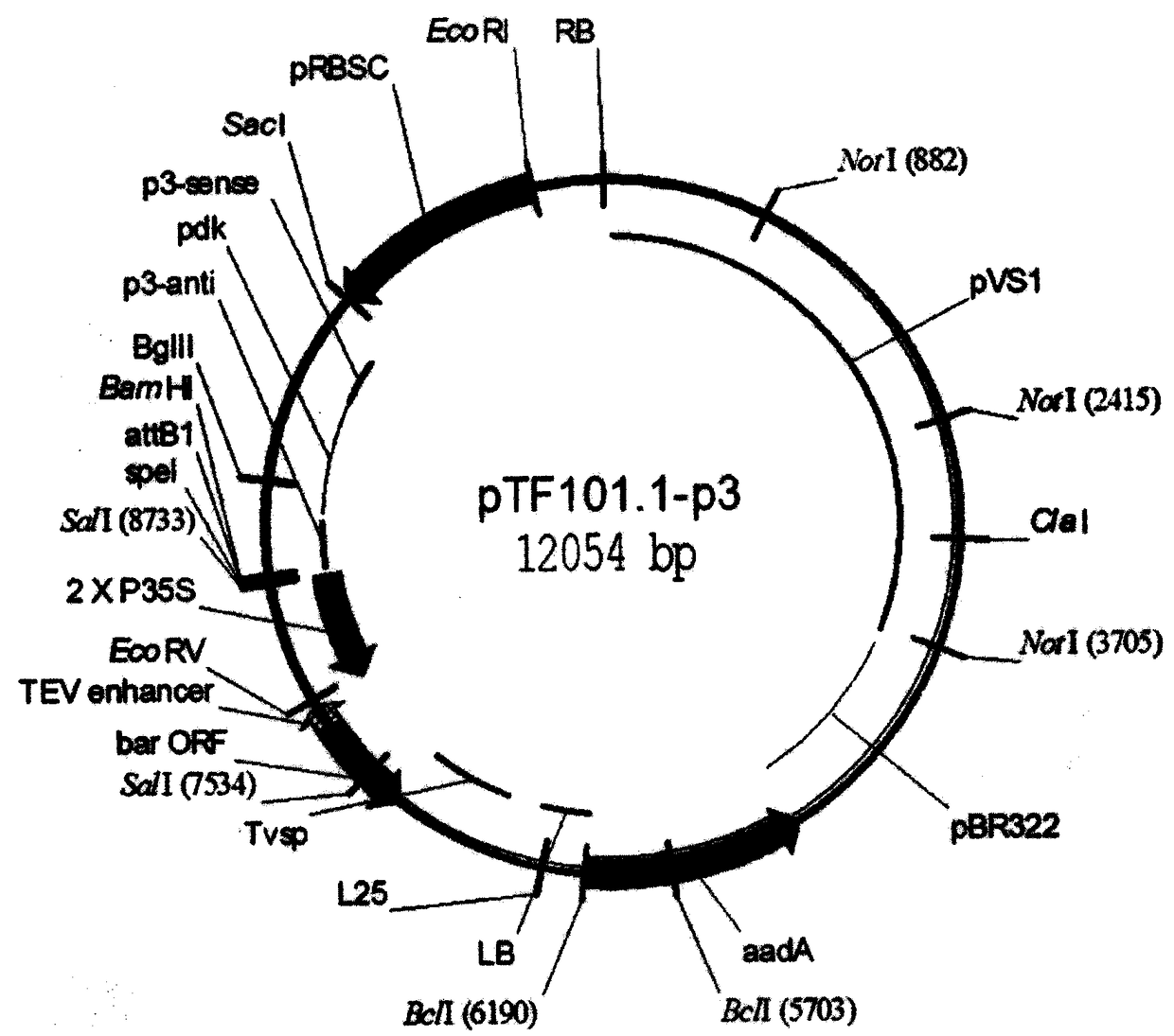 Flanking sequence of disease-resistant transgenic soybean event B5B9104-3 exogenous insertion element and application thereof