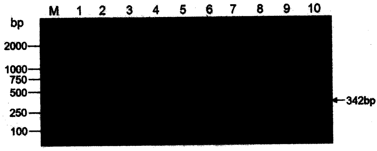 Flanking sequence of disease-resistant transgenic soybean event B5B9104-3 exogenous insertion element and application thereof