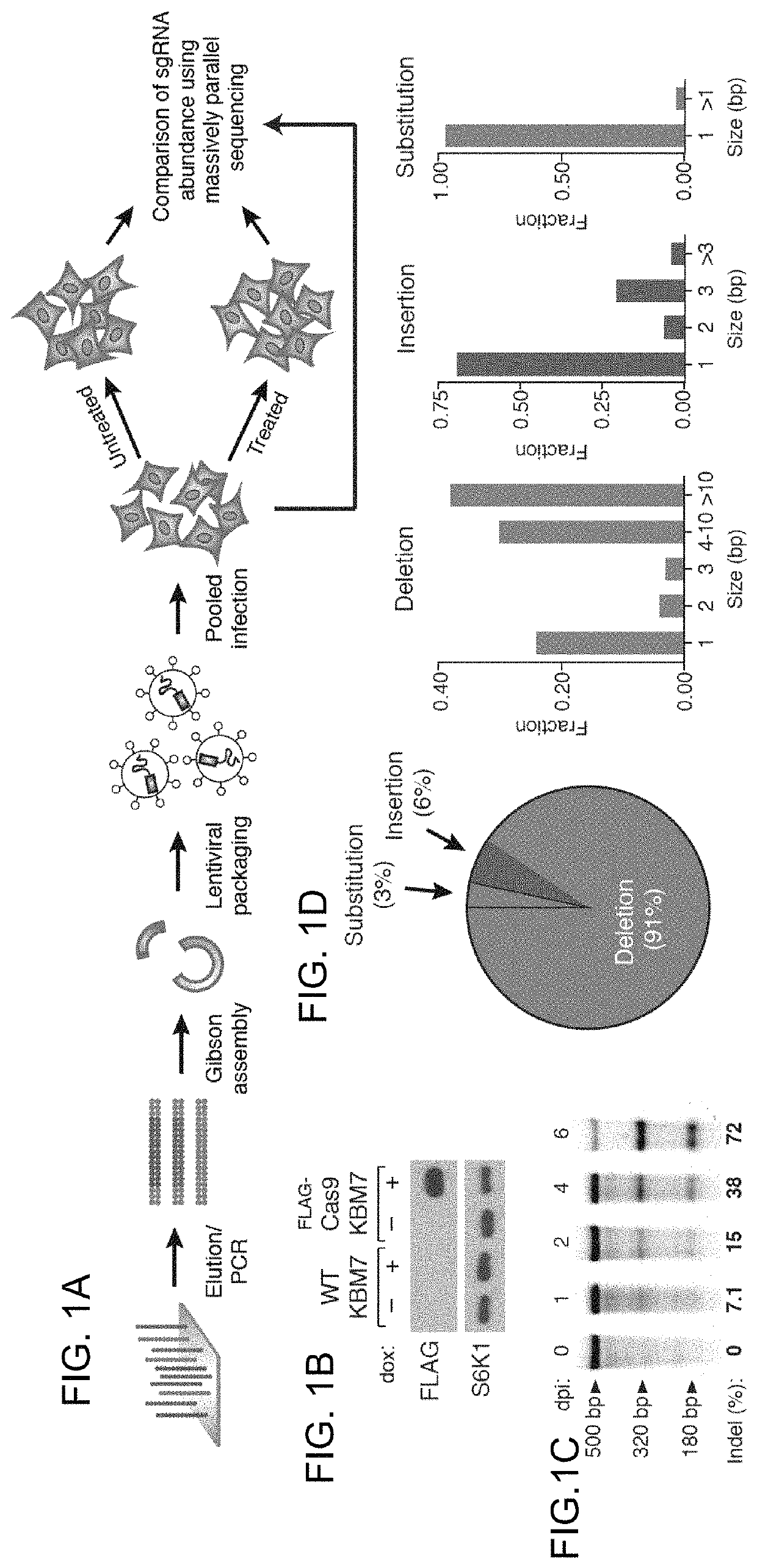 Functional genomics using CRISPR-Cas systems, compositions, methods, screens and applications thereof