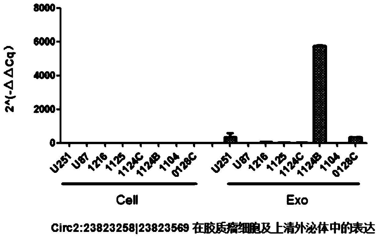 Glioma diagnostic marker circ2:23823258|23823569 and its application